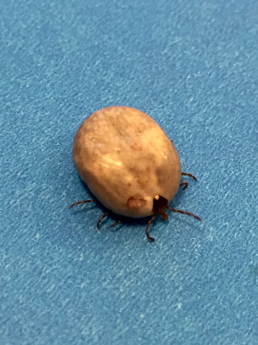 Engorged adult female Lone Star tick with a clutch of eggs.