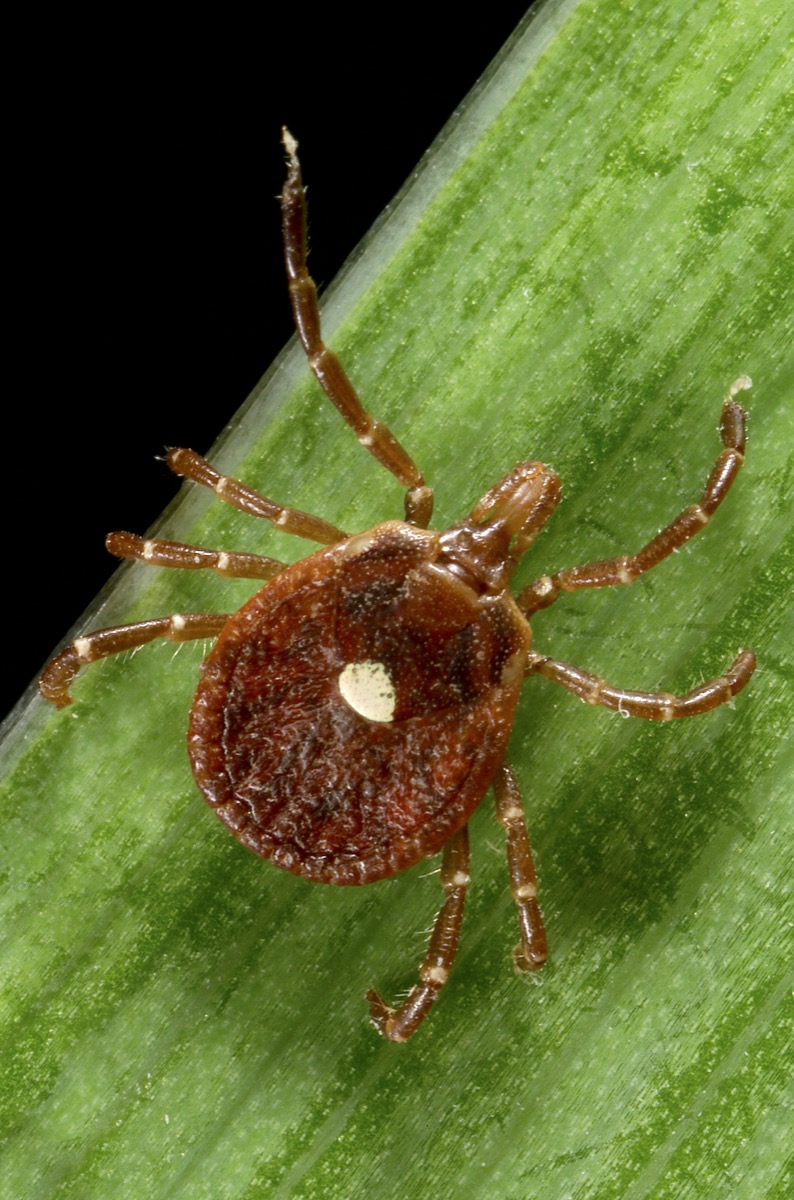 Adult female Lone Star tick (Amblyomma americanum) showing the distinctive white dot on its back.