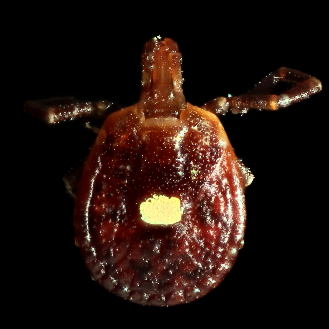 Adult female Lone Star tick close-up.