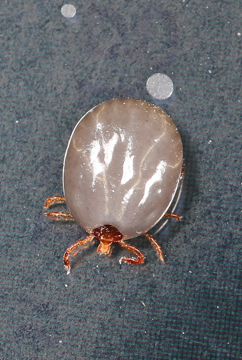 Lone Star tick photographed in the wild on vegetation.