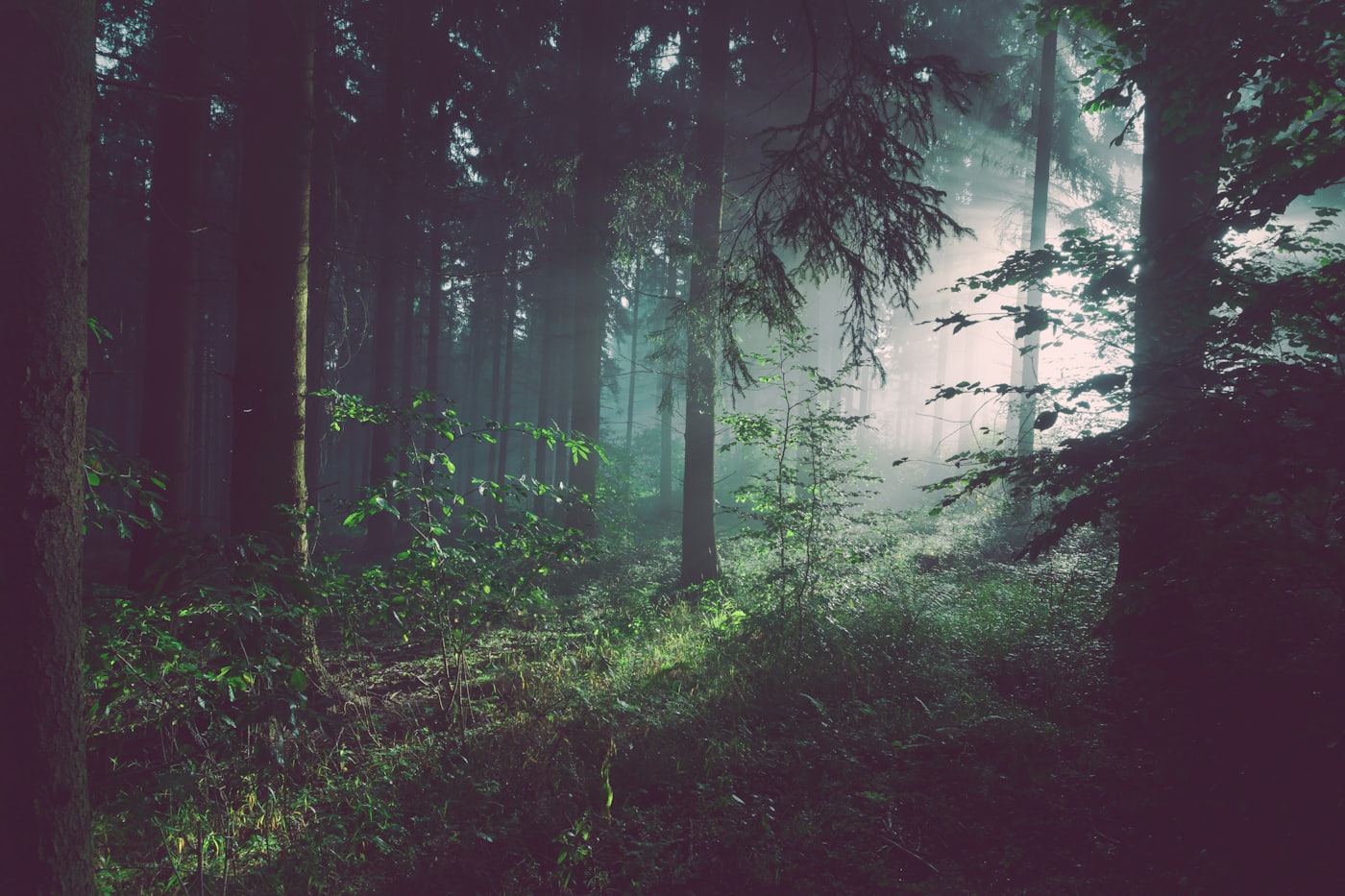 Dense deciduous forest understory — prime Lone Star tick habitat.