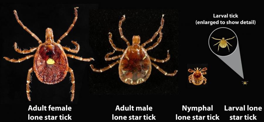 Life stages of the Lone Star tick: larva, nymph, adult male, adult female.